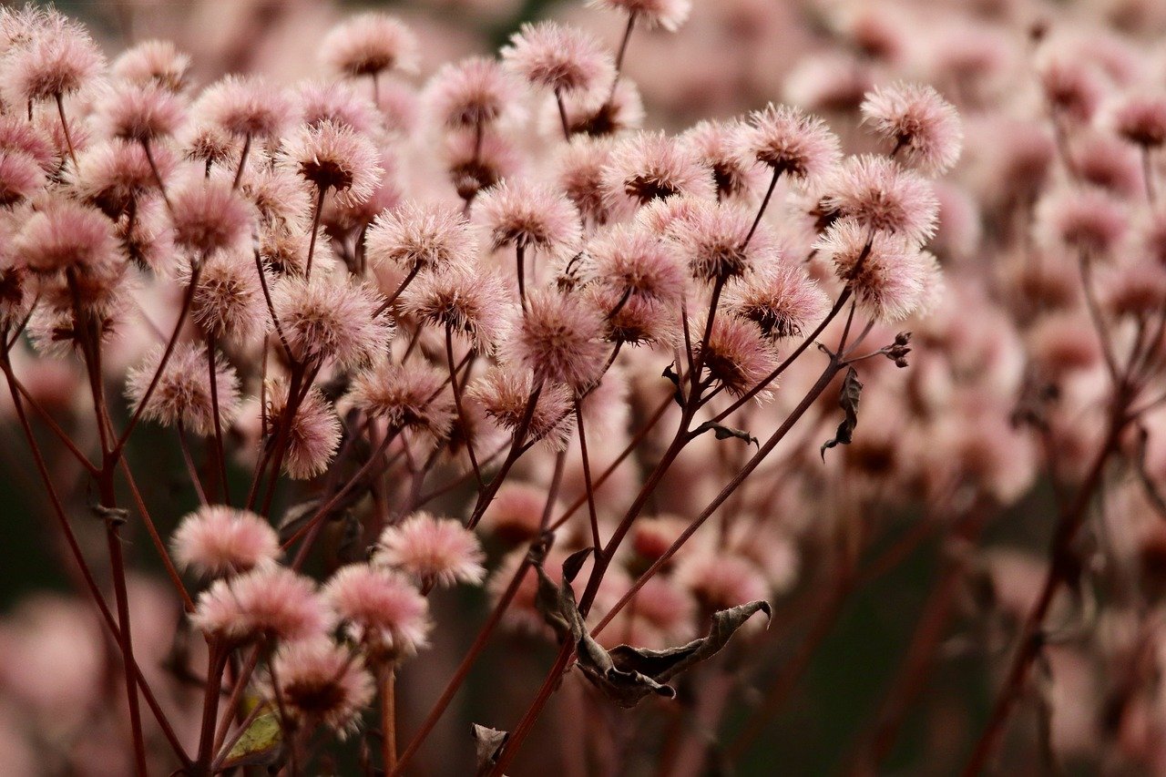 购买兔子平台推荐