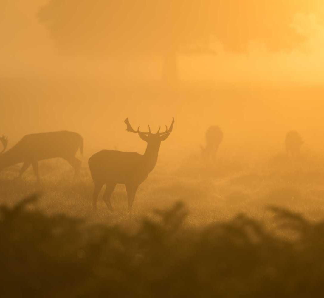 如何在客户端APP中SEO优化